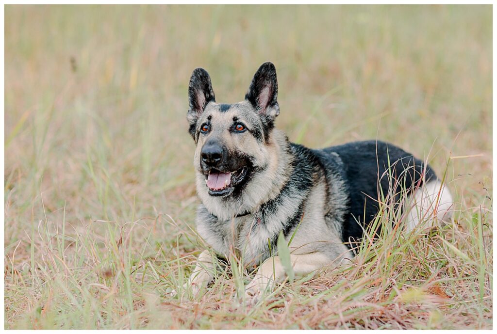 German Sheppard dog posing in a field during family photography session in EAU CLAIRE, Wisconsin Photo taken by Alisha Marie Photography specializes in family photos in Eau Claire, Eau Claire Family photos. Eau Claire Family Photographer