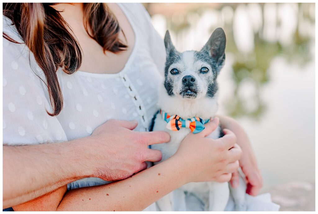 Sweet small dog at an engagement session in Papa Park Arizona outside of Tempe
