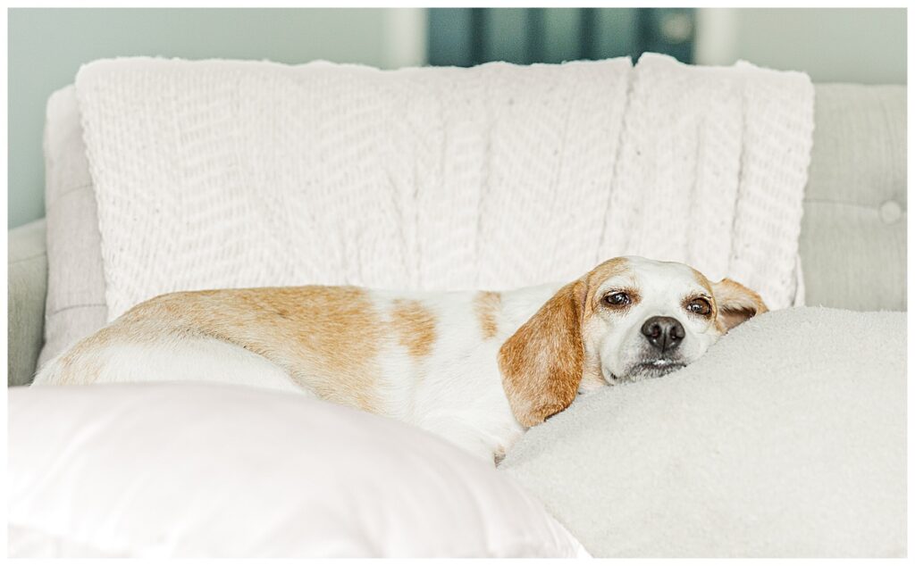 beagle laying on the couch of her  home, photo taken by owner alisha marie photography specializing in eau claire area wedding, senior and family photos