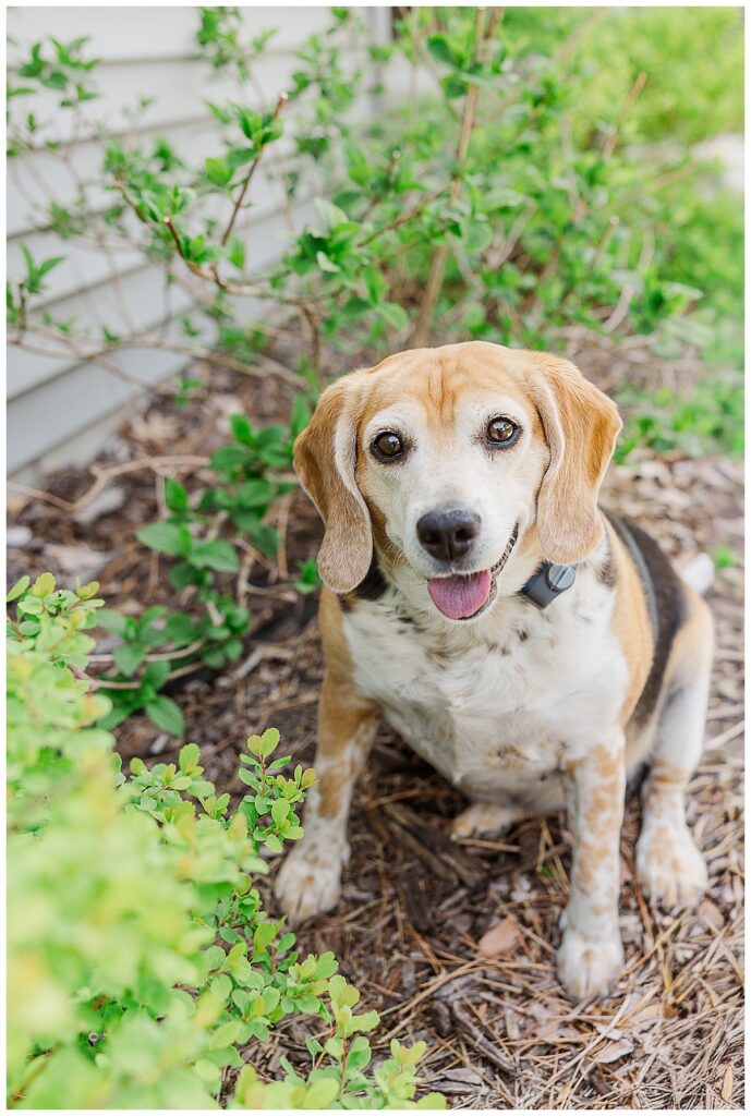 beagle sitting in the mulch of their home, photo taken by owner alisha marie photography specializing in eau claire area wedding, senior and family photos