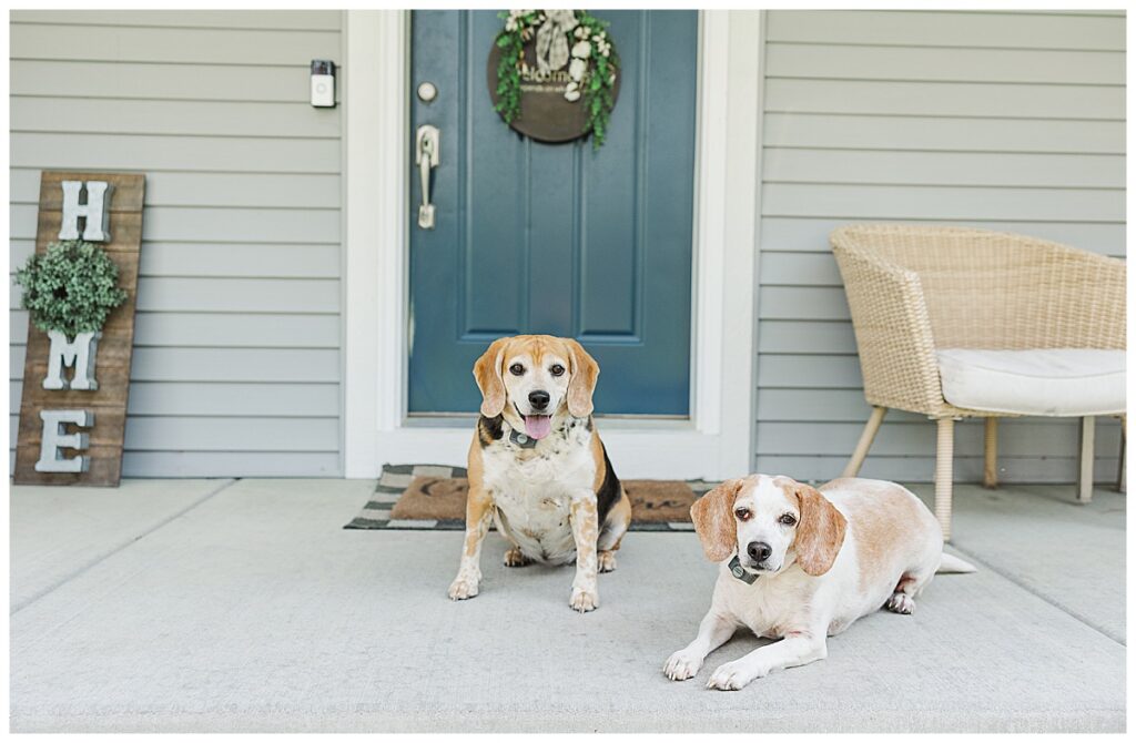 two beagles sitting on the front porch of their home, photo taken by owner alisha marie photography specializing in eau claire area wedding, senior and family photos